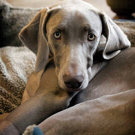 Weimaraner by Kevin Sherman