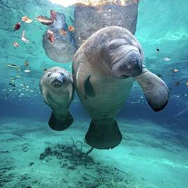 West Indian Manatees by James R.d. Scott