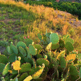 West Texas Canyon Country At Buffalo by Dszc