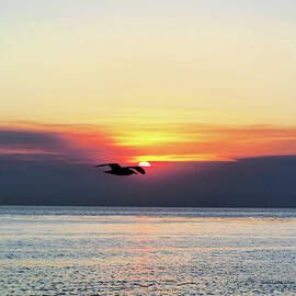 While California Burns  by Joe Schofield