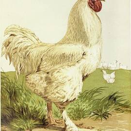 White Cochin Cock by Harrison Weir