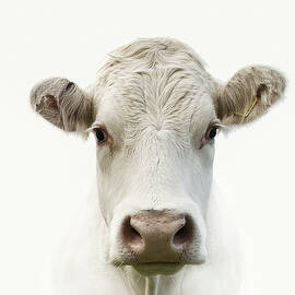 White Cow by Jojo1 Photography