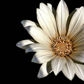 White Daisy on Black by Alison Frank