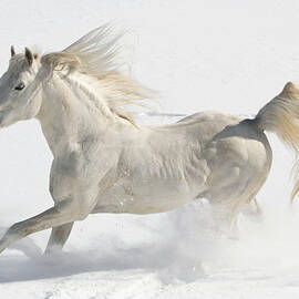 White Horse Running Free In Snow And by Catnap72
