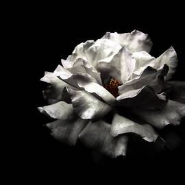 White Rose by Lola L. Falantes