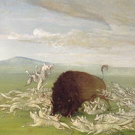White Wolves Attacking A Buffalo Bull by George Catlin