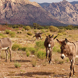 Wild Burros by John Elk