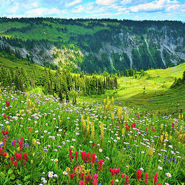 Wild Flowers Blooming On Mount Rainier by Feng Wei Photography