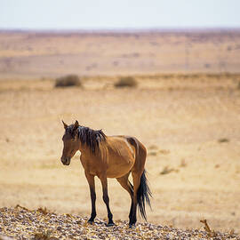 Wild horse of the Namib desert near Garub, south Namibia by Miroslav Liska