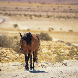 Wild horse of the Namib desert walks on a dirt road near Aus, south Namibia by Miroslav Liska
