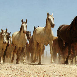 Wild Horses by Antonio Arcos Aka Fotonstudio Photography
