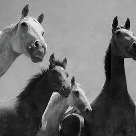 Wild Horses Portrait by Antonio Arcos Aka Fotonstudio Photography