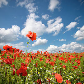 Wild Poppy Field by Georgeclerk
