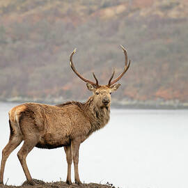 Wild Scottish Red Deer Stag by Georgeclerk