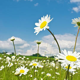 Wild Spring Flowers Green Meadow by Fotovoyager
