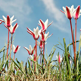Wild Tulips by Pkg Photography