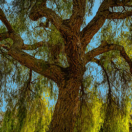 Wild Willow by Alison Frank