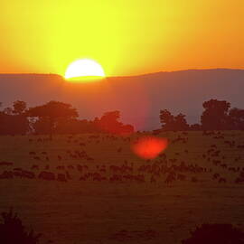Wildebeest, Serengeti Np, Tanzania by Hp Huber