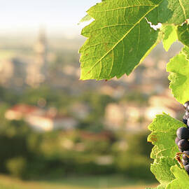 Wine Grapes On Grapevine Overlooking by Donald gruener