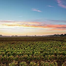 Wine Growing Region Pomerol Im Bordelais bordeaux, France by Carine Lutt