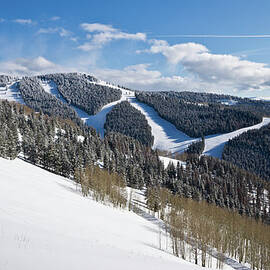 Winter Coniferous And Aspen Forest by Miralex