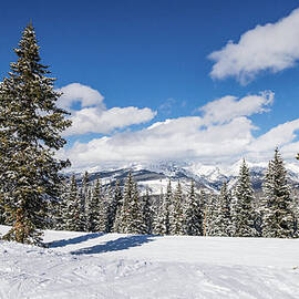 Winter Coniferous Forest Covered By by Miralex