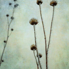 Winter Frost  by Mary Lee Dereske