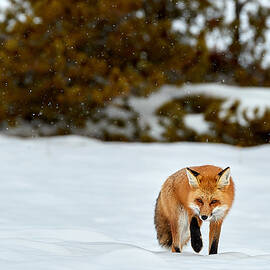 Winter Hunt by Peter Hudson