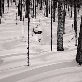 Winter Light In The Forest by Jeff Sinon