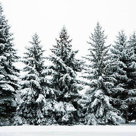 Winter Snow Covering Evergreen Pine by Yinyang