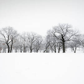 Winter Snow Treelined Landscape Of by Yinyang