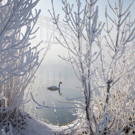 Winter Swan by E.m. Van Nuil