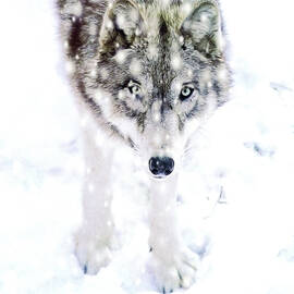 Winter Wolf by Alison Archinuk