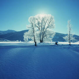 Wintry Scene by Archive Photos