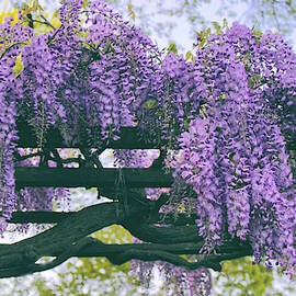 Wisteria Floribunda  by Jessica Jenney
