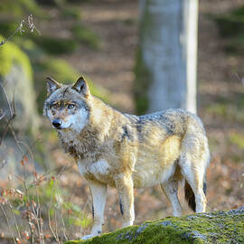 Wolf In Bavarian Forest, Germany by Francesco Carovillano