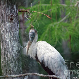 Wood Stork in the Tree at Big Cypress by Natural Focal Point Photography