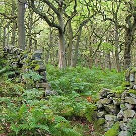 Woods With Ferns & Stone Walls by Deborah Waters