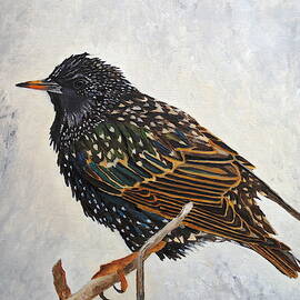 Wrapped Up - European Starling by Angeles M Pomata