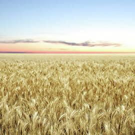 Xxl Wheat Field Twilight by Sharply done