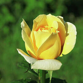 Yellow Beauty by Stefano Senise