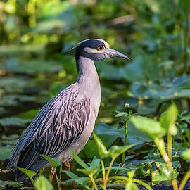 Yellow Crowned Night Heron by David Morefield