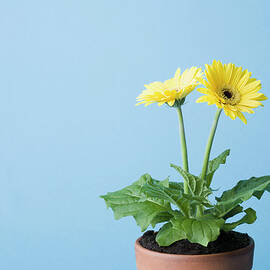 Yellow Flowers On Blue Background by Kristin Lee
