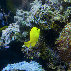 yellow tang 1 by Flees Photos
