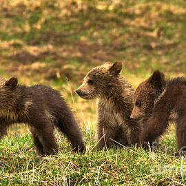 Yellowstone Grizzly Trio by Adam Jewell