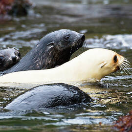 Young Leucistic Antarctic Fur Seal, Acrocephalus Gazella, Salisbury Plains, South Georgia, Antarctic by Konrad Wothe