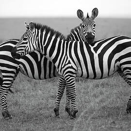 Zebra In Masai Mara by Mlorenzphotography