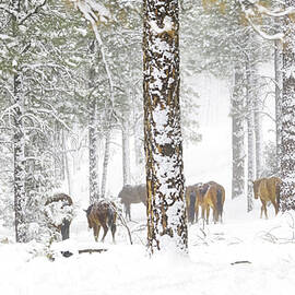 Winter in the Forest. by Paul Martin