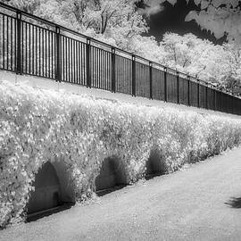 Airy Gardens II by Susan Candelario