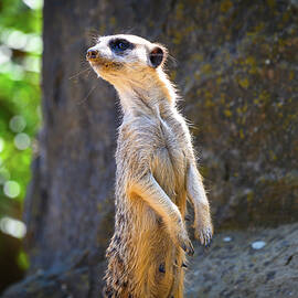 Alert meerkat also known as Suricata suricatta standing on guard by Miroslav Liska